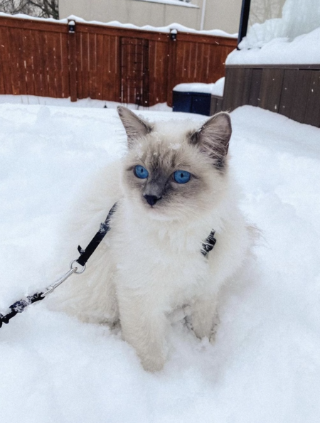 Finn