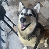 Entry image for Manolo