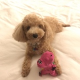 Entry image for Nutella