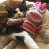 Entry image for Oscar