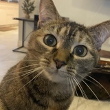 Entry image for Zuri