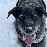 Entry image for Hank