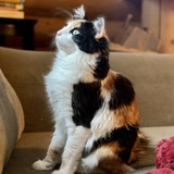 Entry image for Miss Billy Biscuits