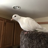 Entry image for Snowflake