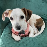 Entry image for Waffle