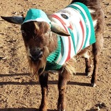 Entry image for Little Dude