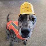 Entry image for Doodle