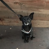 Entry image for Teddy Bear 