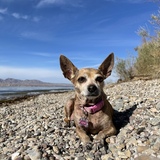 Entry image for Xena