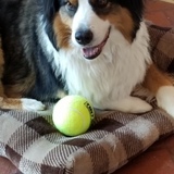 Entry image for Boomer