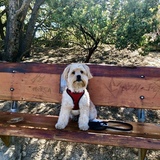 Entry image for Skipper