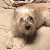 Entry image for Poochini 