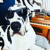 Entry image for Lil Moo Cow