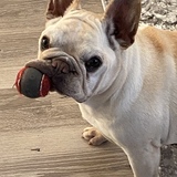 Entry image for Sophie