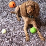 Entry image for Canyon