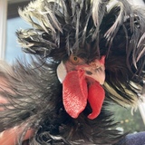 Entry image for Tina