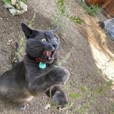 Entry image for Smokey-Blu