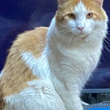 Entry image for “Elvis” the King