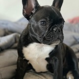 Entry image for Romeo 