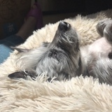 Entry image for Oliver!