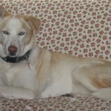 Entry image for Lilly