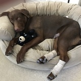 Entry image for Sophia