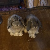 Entry image for Betty and Oliver