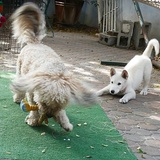 Entry image for Freddie