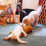 Entry image for Fiona