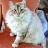 Entry image for Natalia