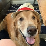 Entry image for Dino