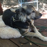 Entry image for Gracie