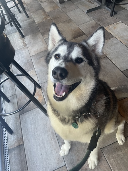 Entry image for Manolo. Clicking this image will show a larger photo