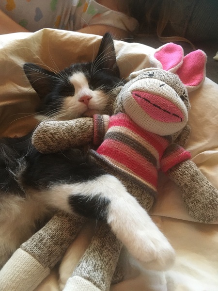 Entry image for Oscar. Clicking this image will show a larger photo