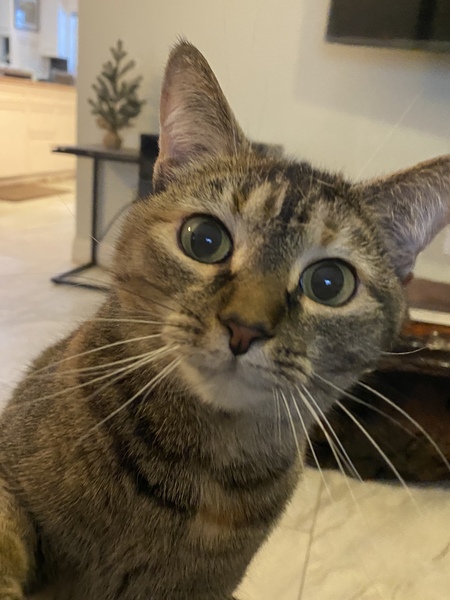 Entry image for Zuri. Clicking this image will show a larger photo