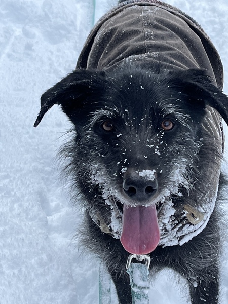 Entry image for Hank. Clicking this image will show a larger photo