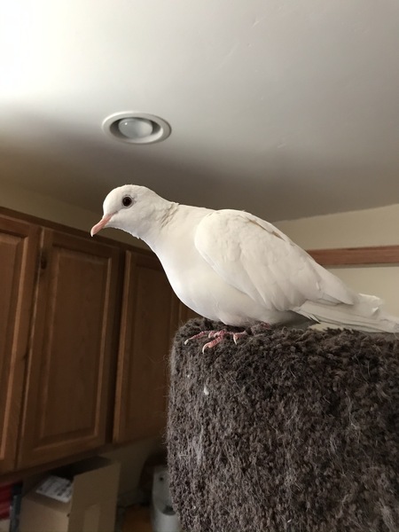 Entry image for Snowflake. Clicking this image will show a larger photo