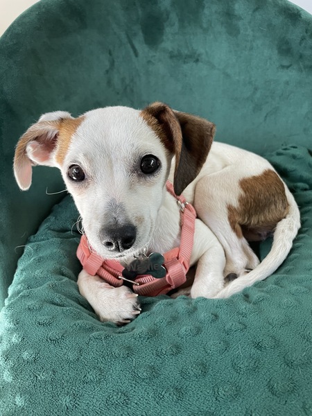 Entry image for Waffle. Clicking this image will show a larger photo