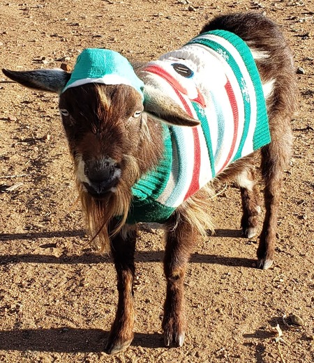 Entry image for Little Dude. Clicking this image will show a larger photo