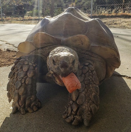 Entry image for Morla. Clicking this image will show a larger photo