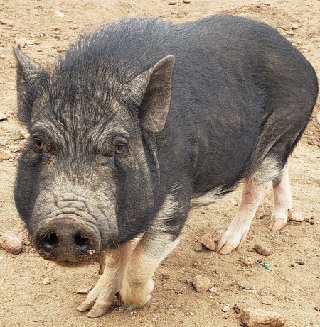 Entry image for Chloe. Clicking this image will show a larger photo