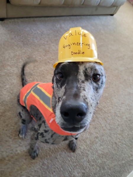 Entry image for Doodle. Clicking this image will show a larger photo