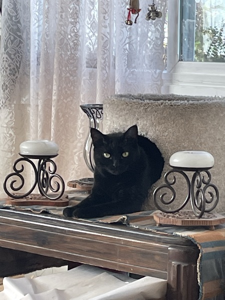 Entry image for Joisie. Clicking this image will show a larger photo