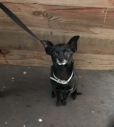 Entry image for Teddy Bear . Clicking this image will show a larger photo