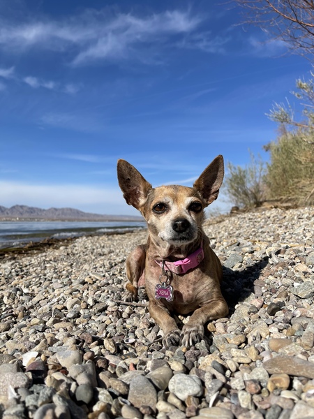 Entry image for Xena. Clicking this image will show a larger photo