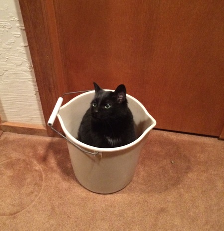 Entry image for Inkie. Clicking this image will show a larger photo