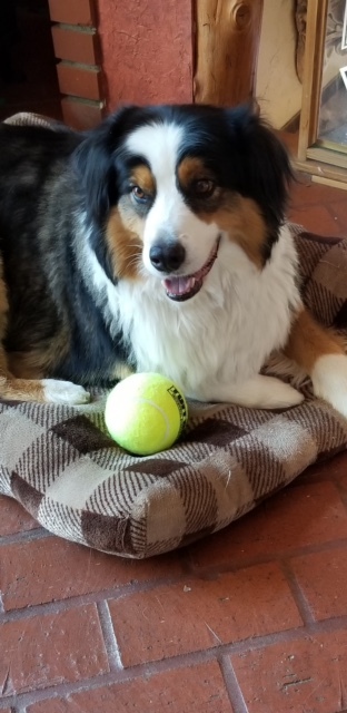 Entry image for Boomer. Clicking this image will show a larger photo