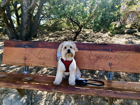 Entry image for Skipper. Clicking this image will show a larger photo