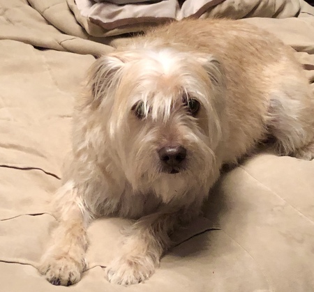 Entry image for Poochini . Clicking this image will show a larger photo