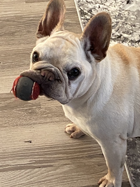 Entry image for Sophie. Clicking this image will show a larger photo